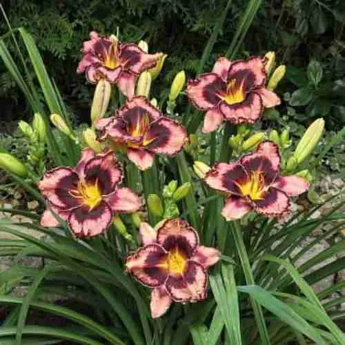 Лилейник Simmon's Overture