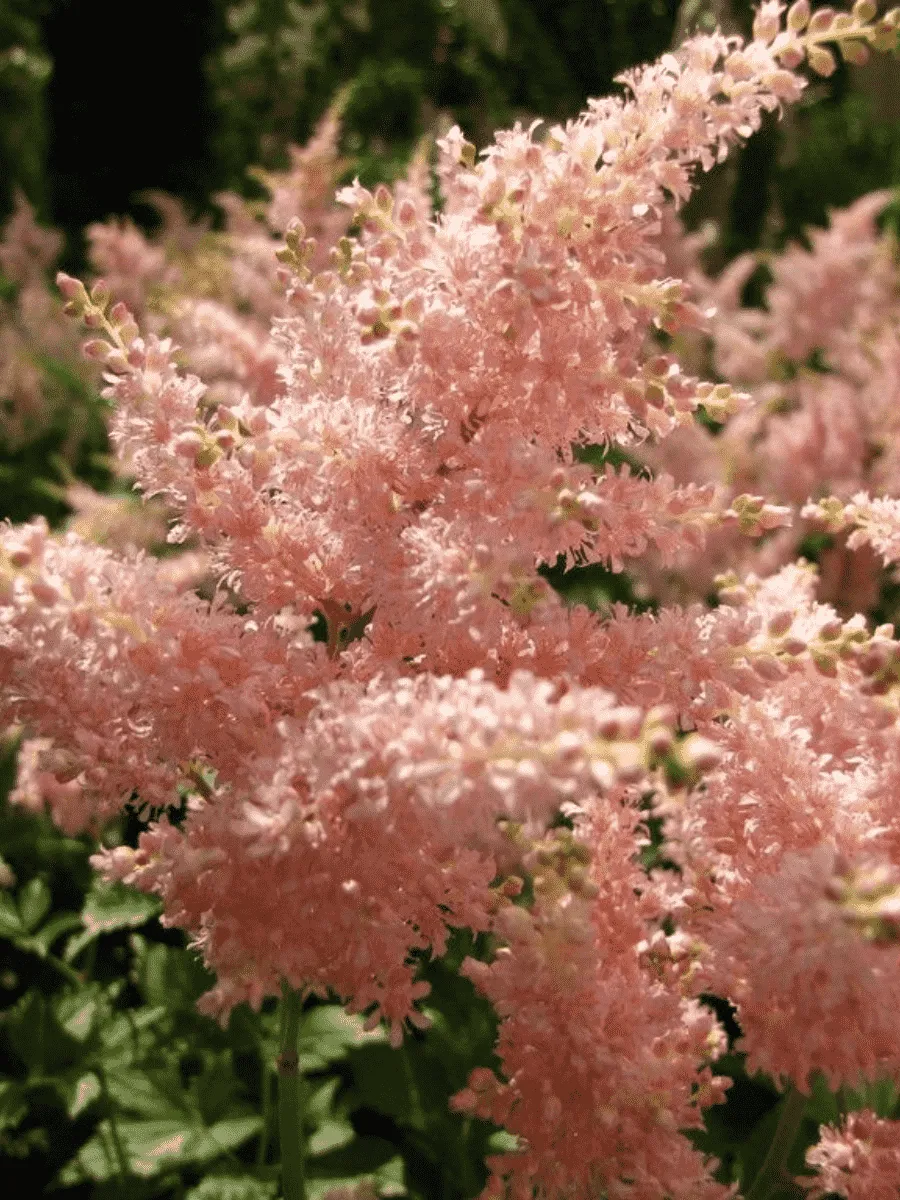 Астильба японская Peach Blossom Астильба японская Peach Blossom