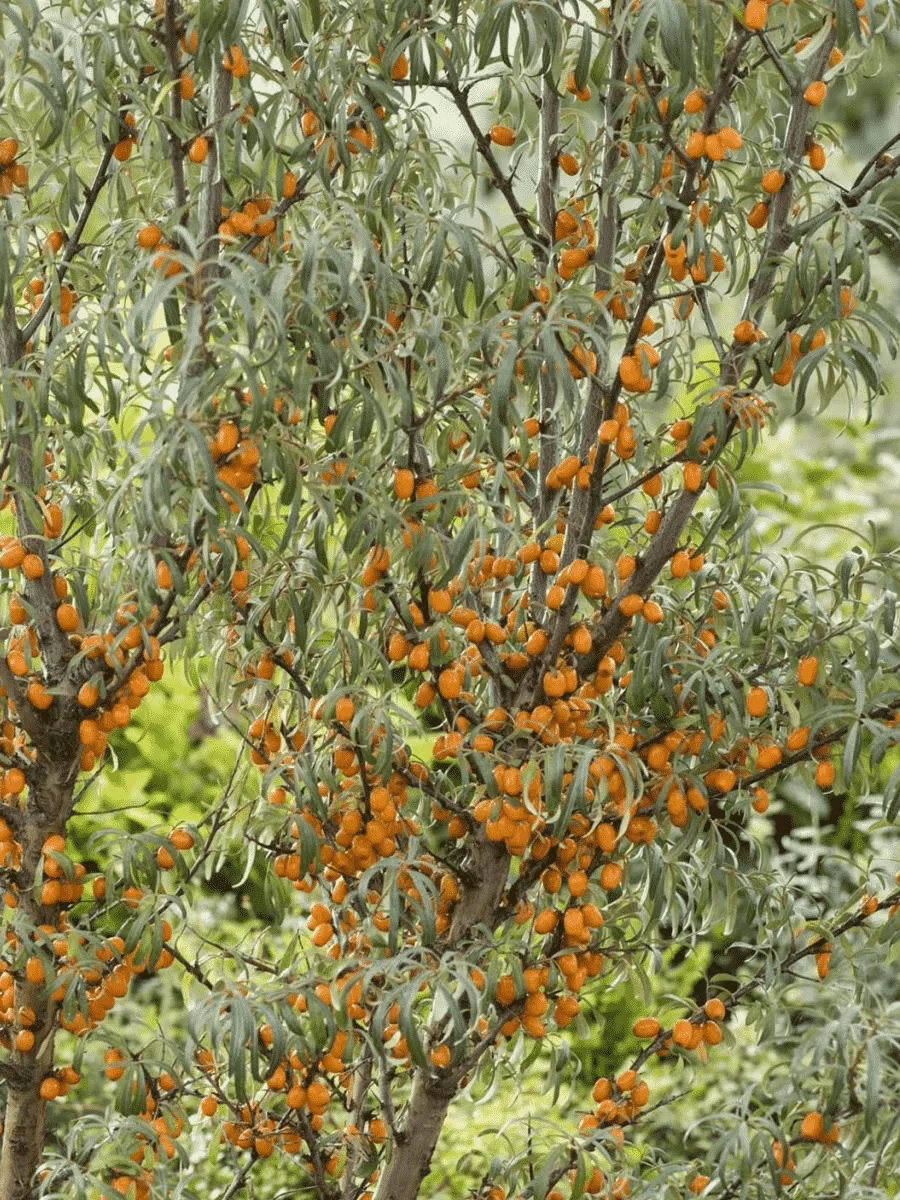 Облепиха крушиновидная Fresdorfer Orange Облепиха крушиновидная Fresdorfer Orange