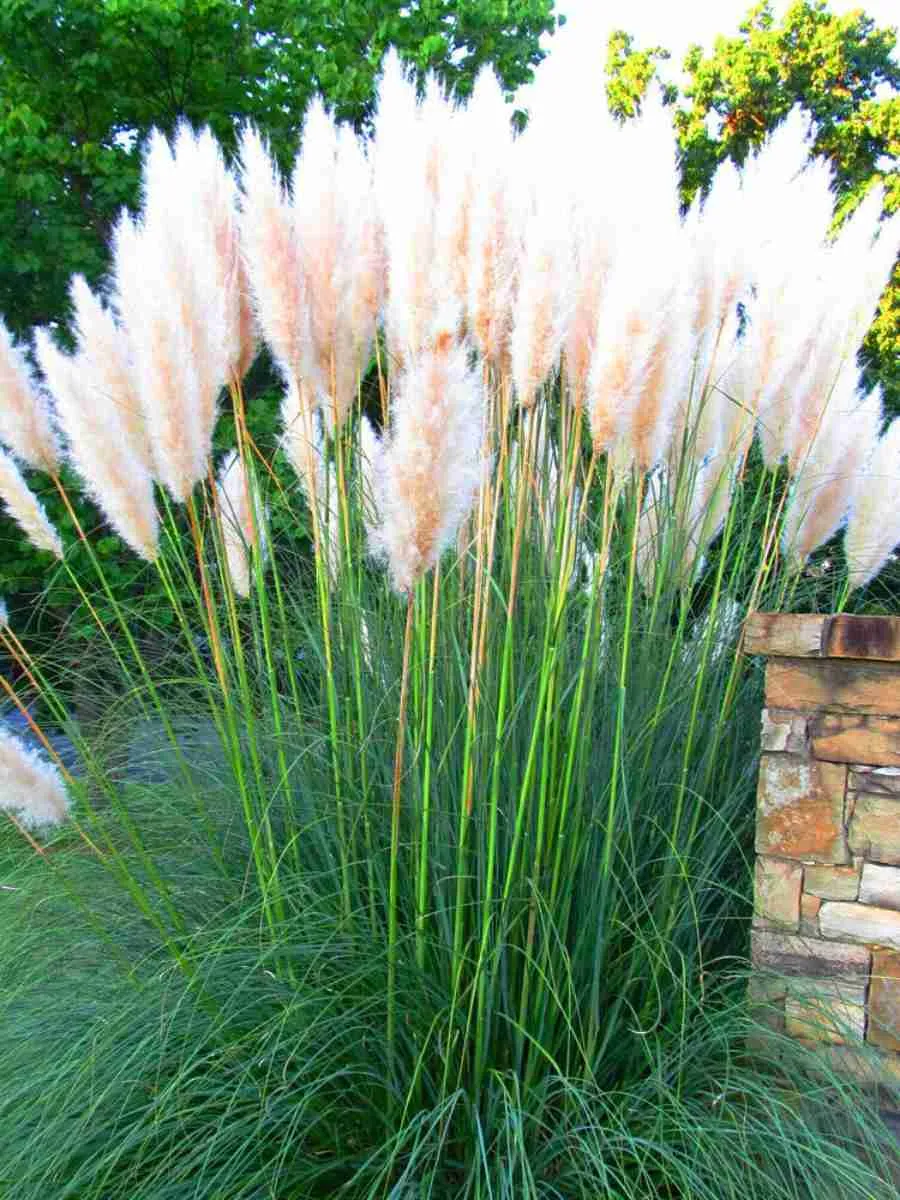 Кортадерия Cелло White Plume Кортадерия Cелло White Plume