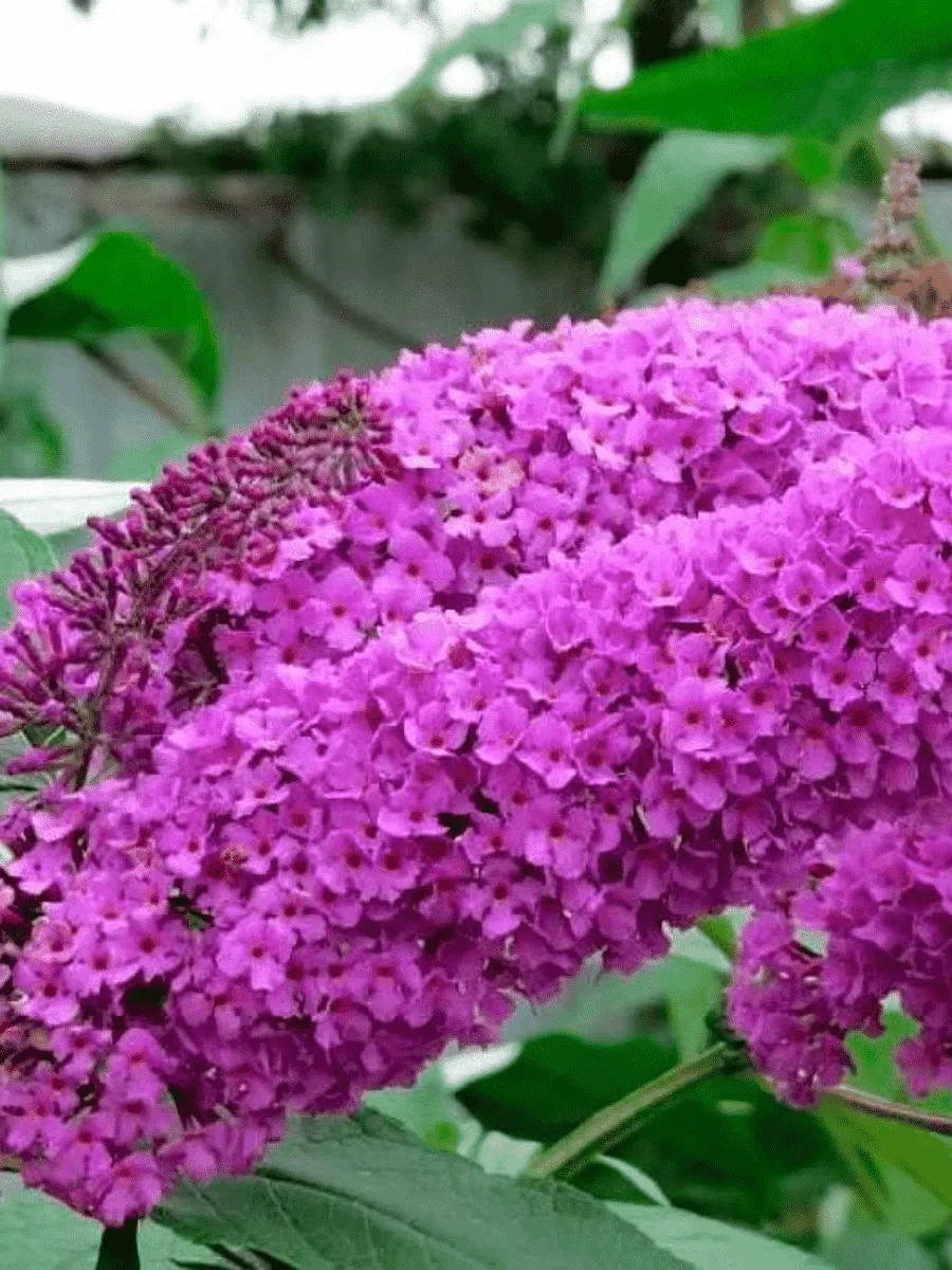 Буддлея давида Border Beauty