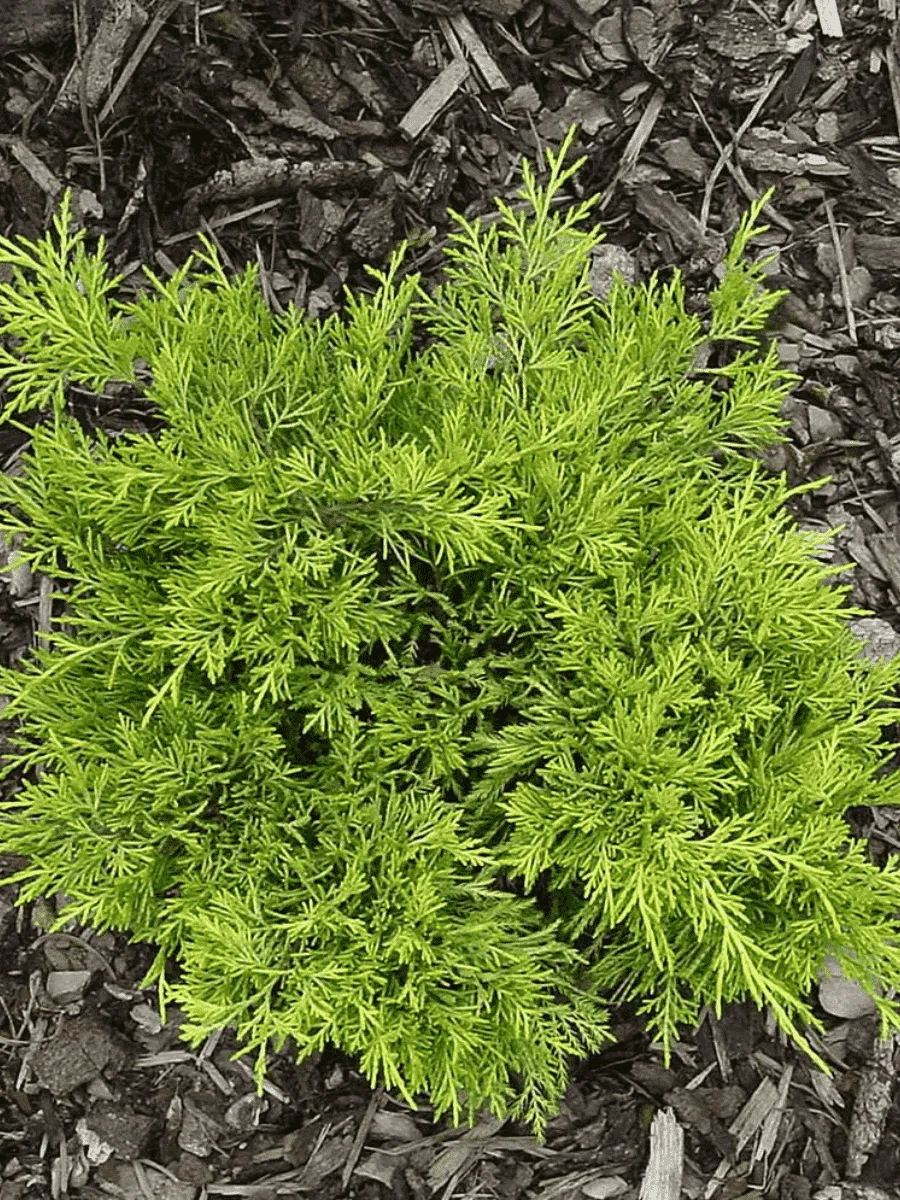 Можжевельник средний Golden joy