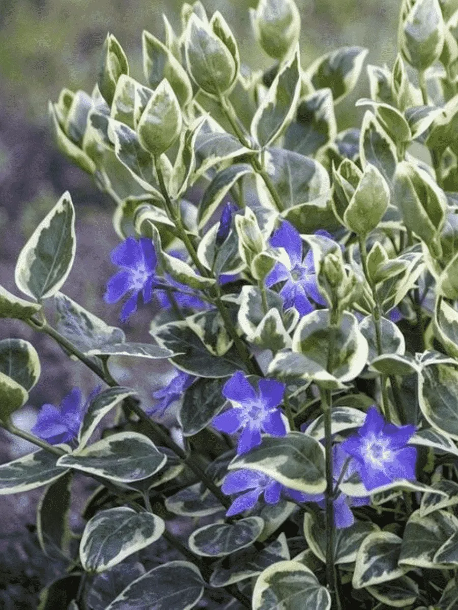 Барвинок малый Variegata Барвинок малый Variegata