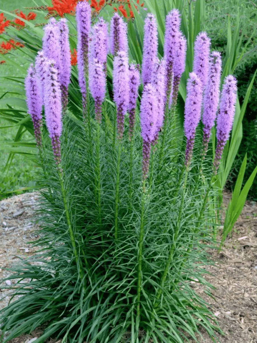 Лиатрис колосковый