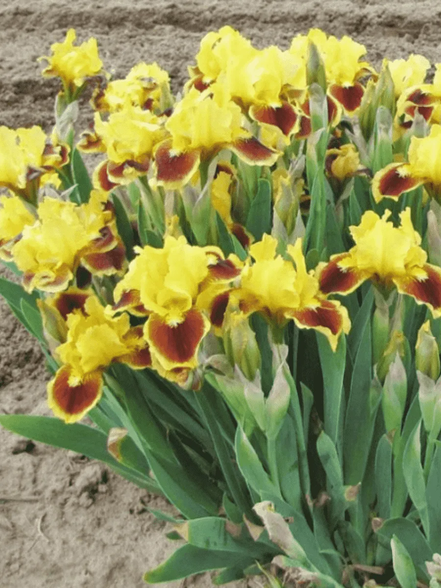 Ирис карликовый Splash of Red