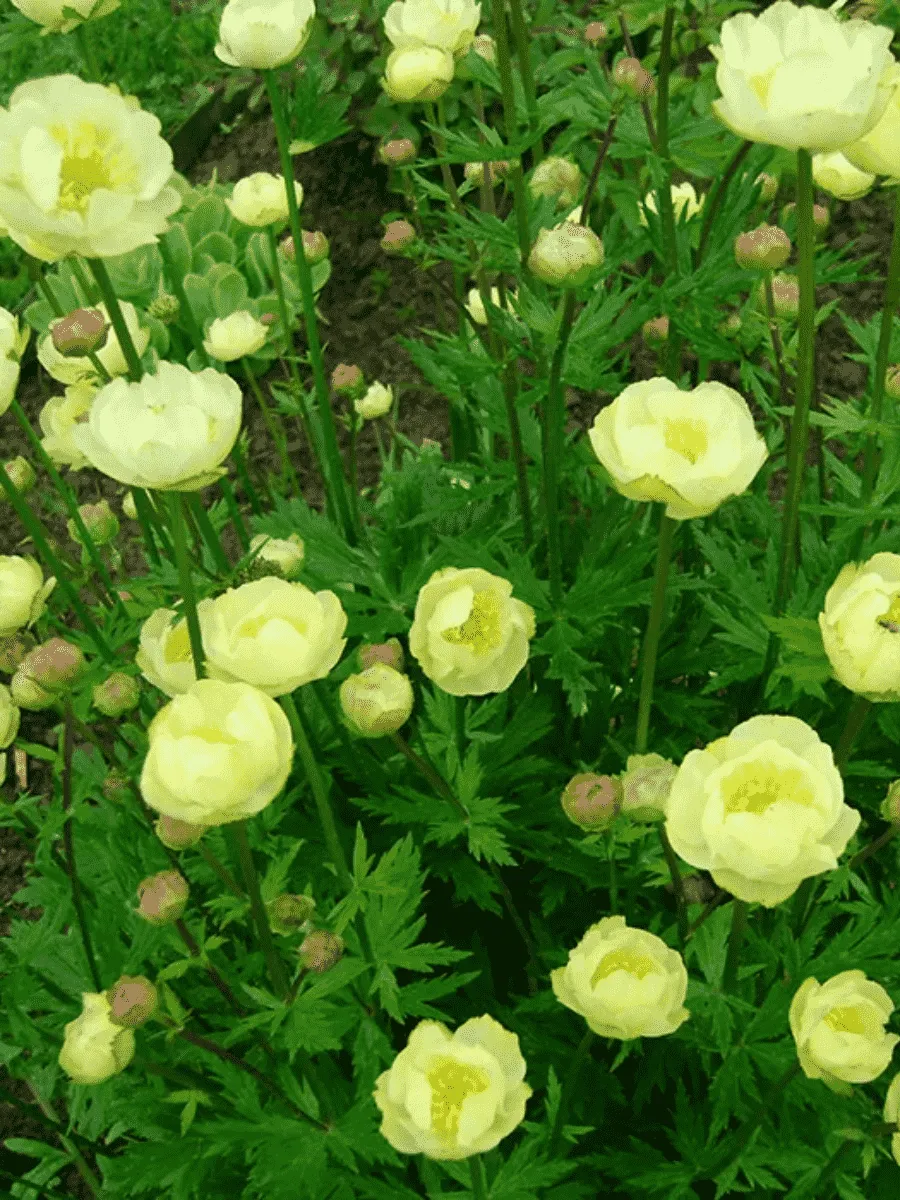 Купальница гибридная Alabaster Купальница гибридная Alabaster