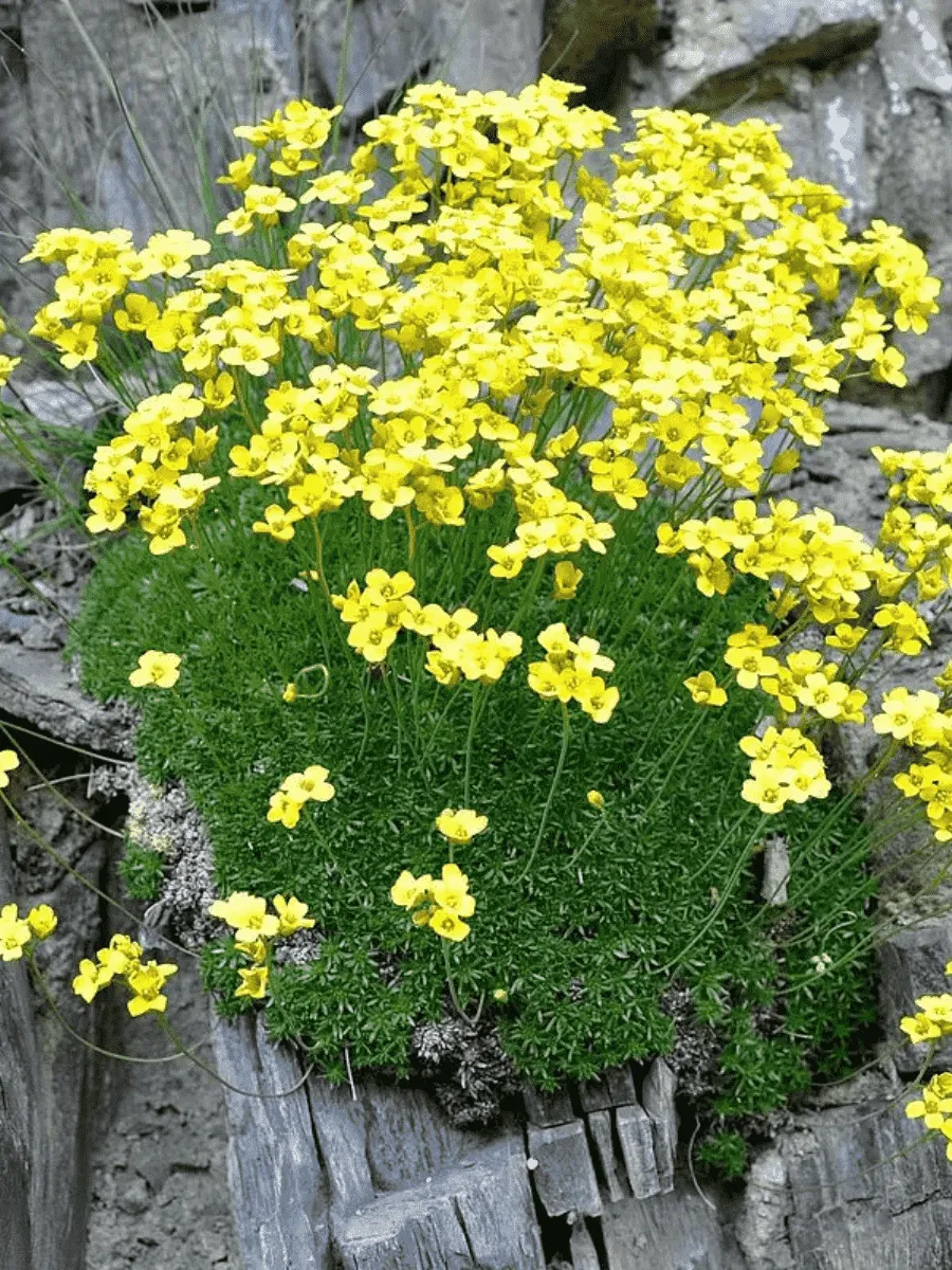 Крупка Крупка