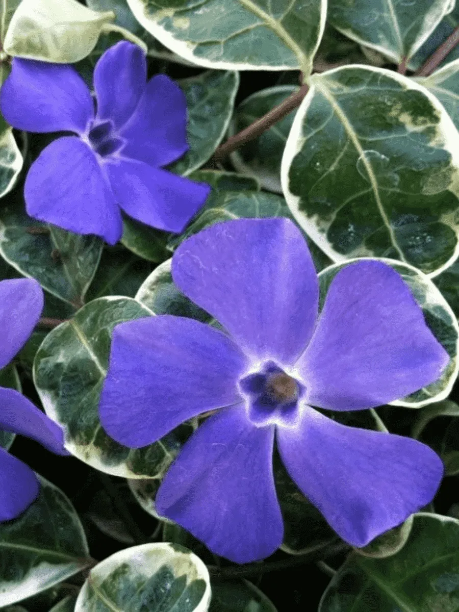 Барвинок малый Ralph Shugert Барвинок малый Ralph Shugert