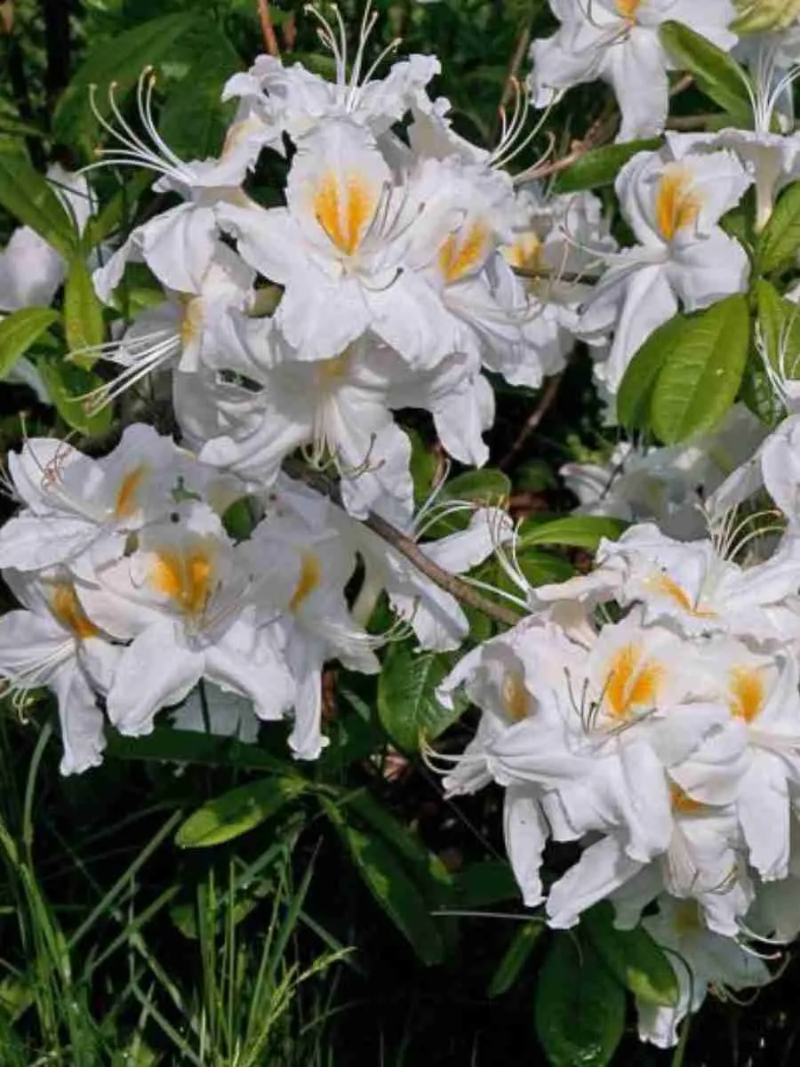 Азалия крупноцветковая Schneegold Азалия крупноцветковая Schneegold