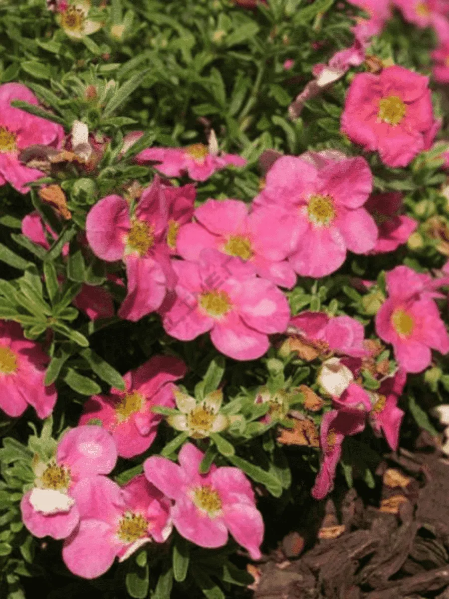 Лапчатка кустарниковая  Bellissima