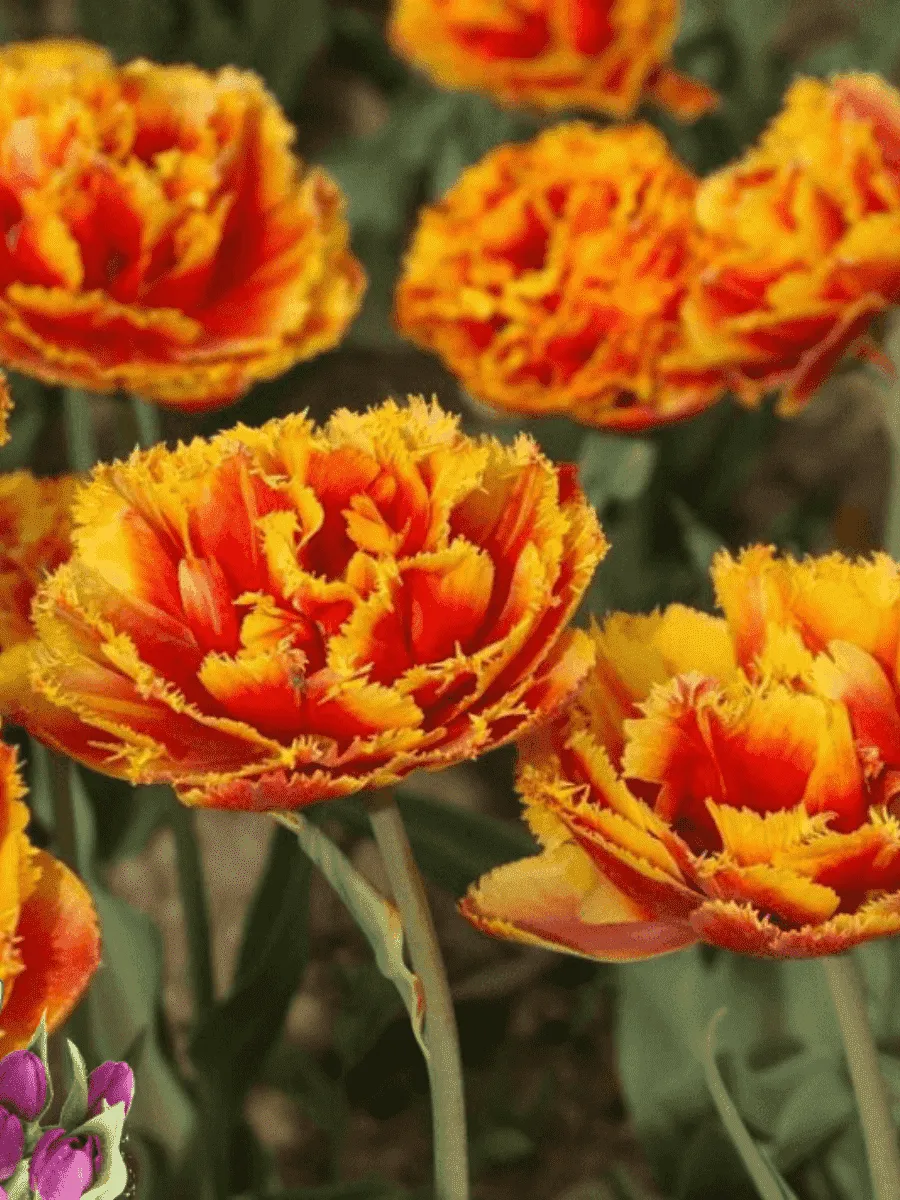 Тюльпан Crispion Beauty