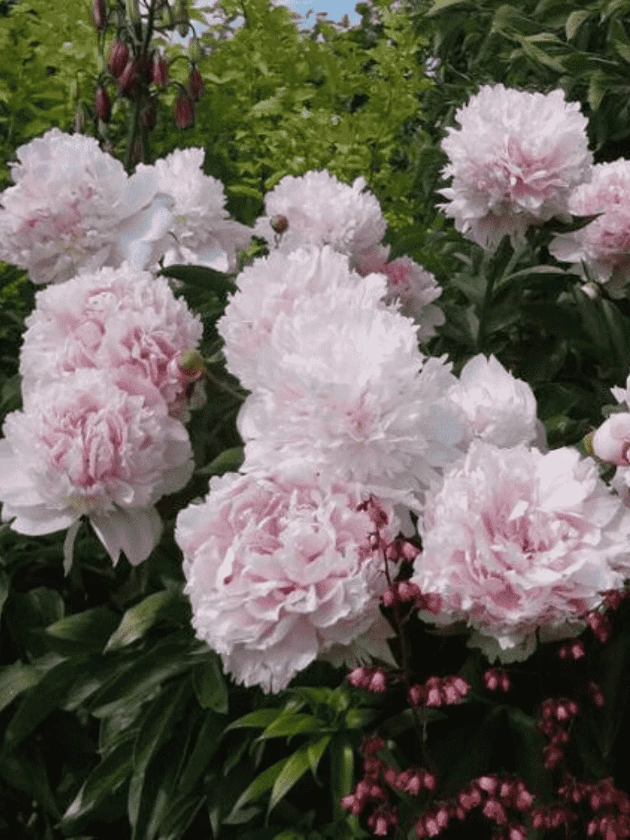 Пион Молочноцветковый Eden's Perfume