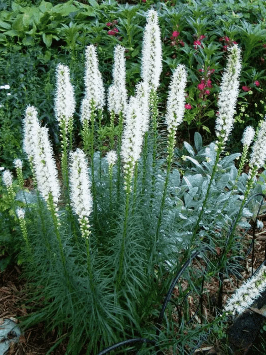 Лиатрис колосковый Alba