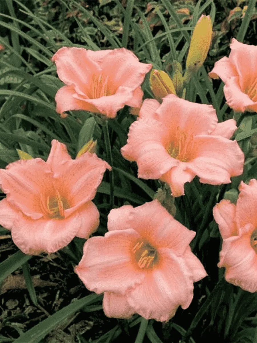 Лилейник On and On