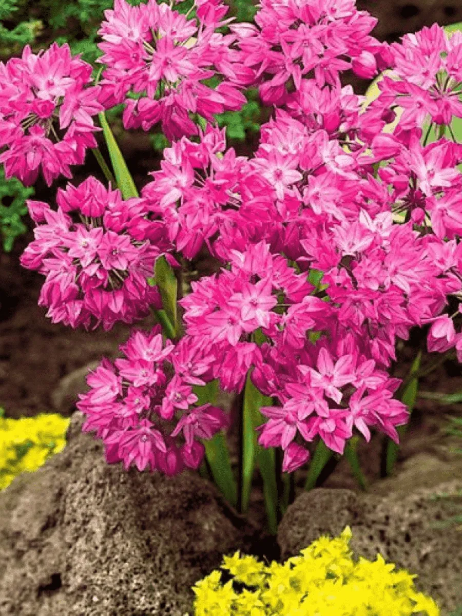 Лук декоративный Oreophilum Лук декоративный Oreophilum