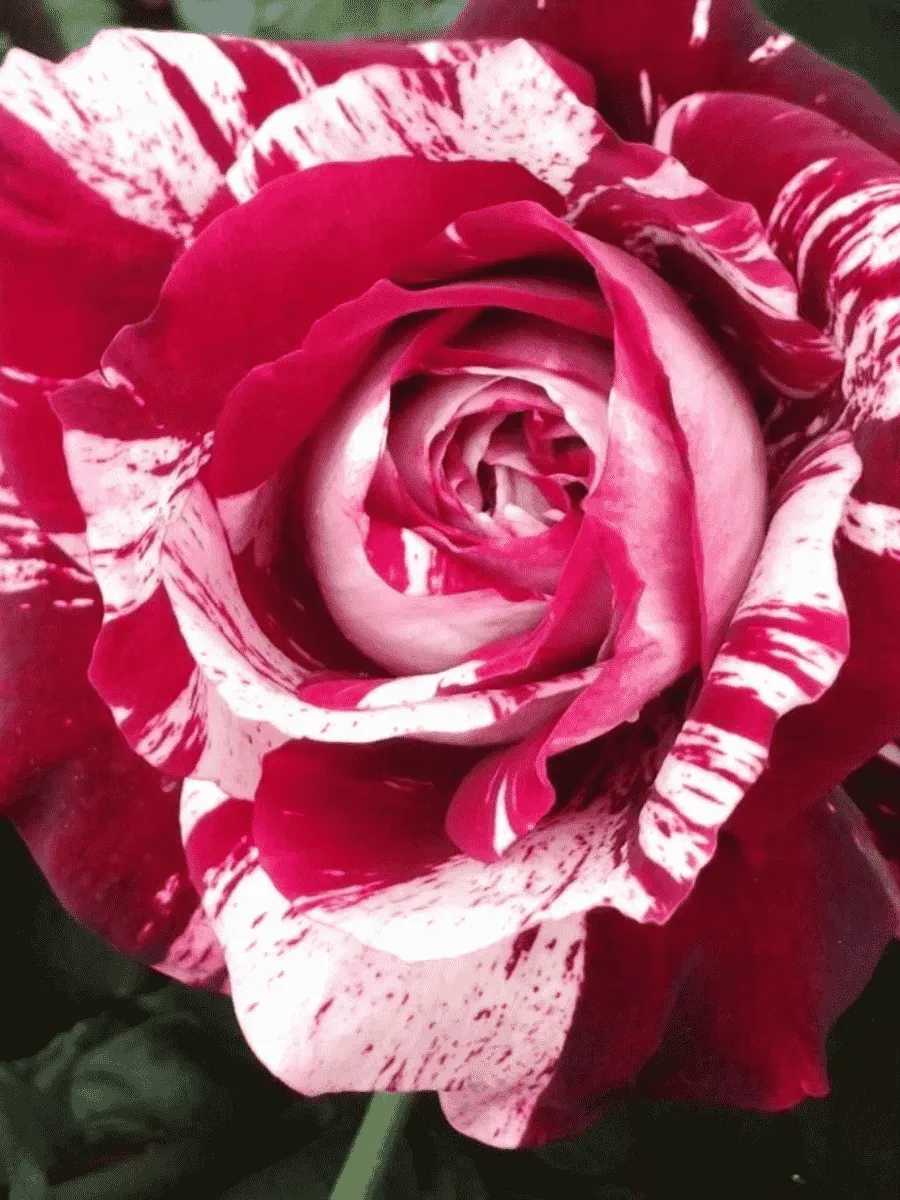 Роза чайно-гибридная Julio Iglesias