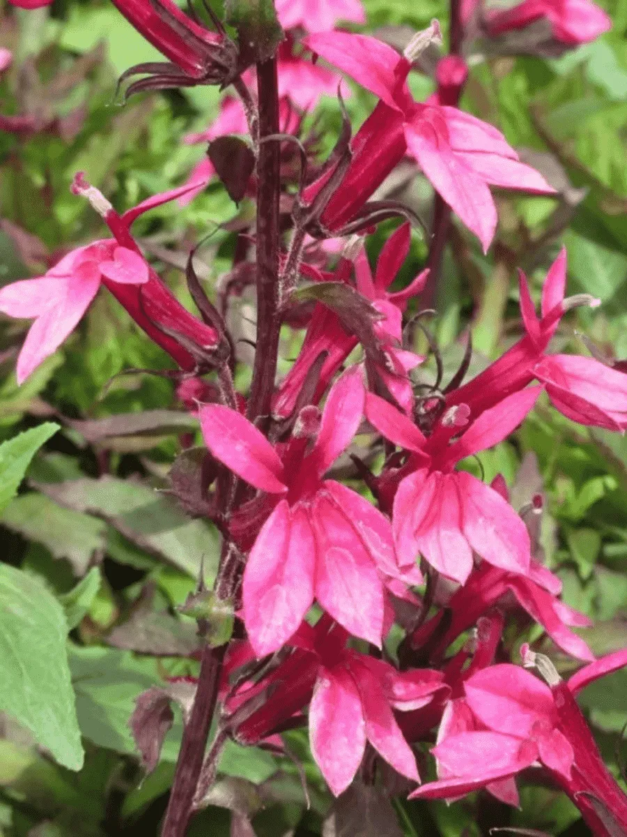 Лобелия прекрасная  Starship™ F1 Rose