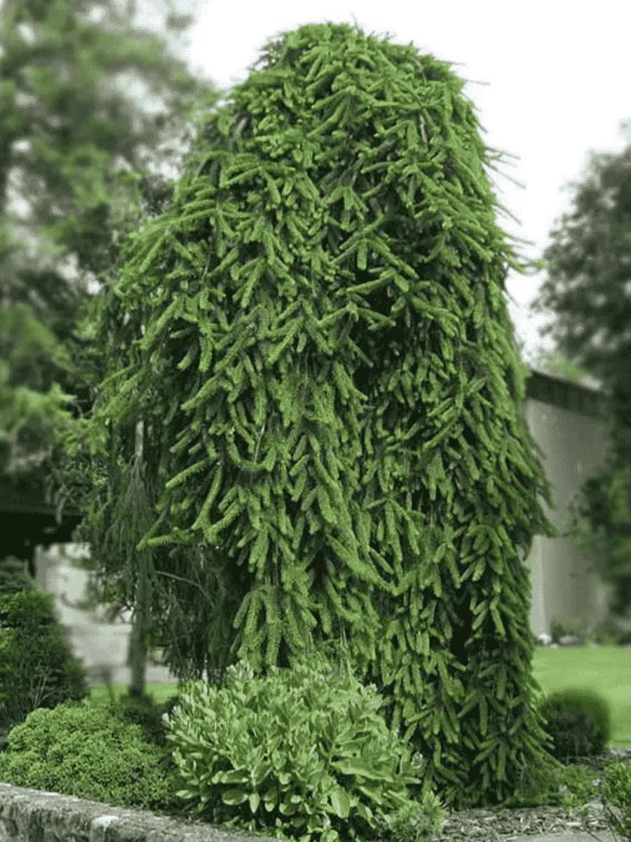 Ель обыкновенная Inversa Ель обыкновенная Inversa