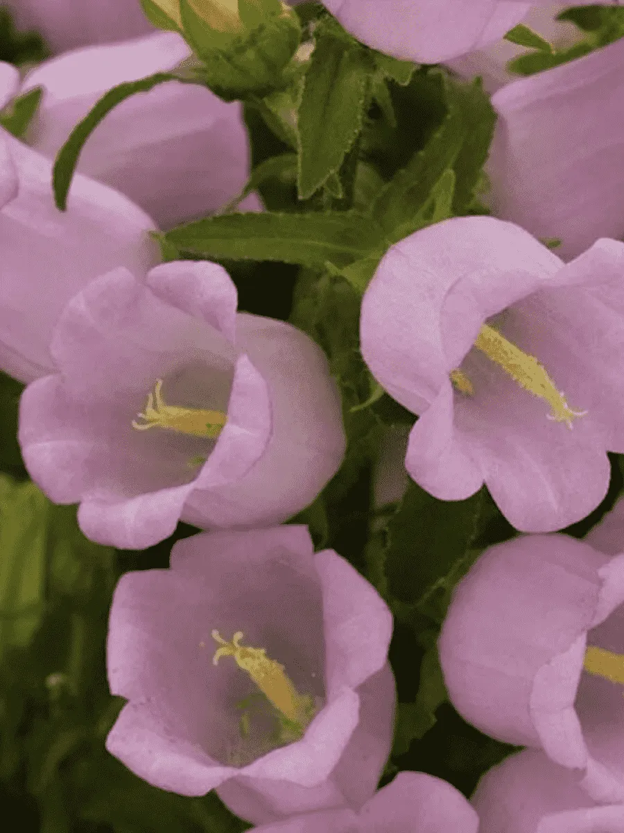 Колокольчик средний Campana Lilac