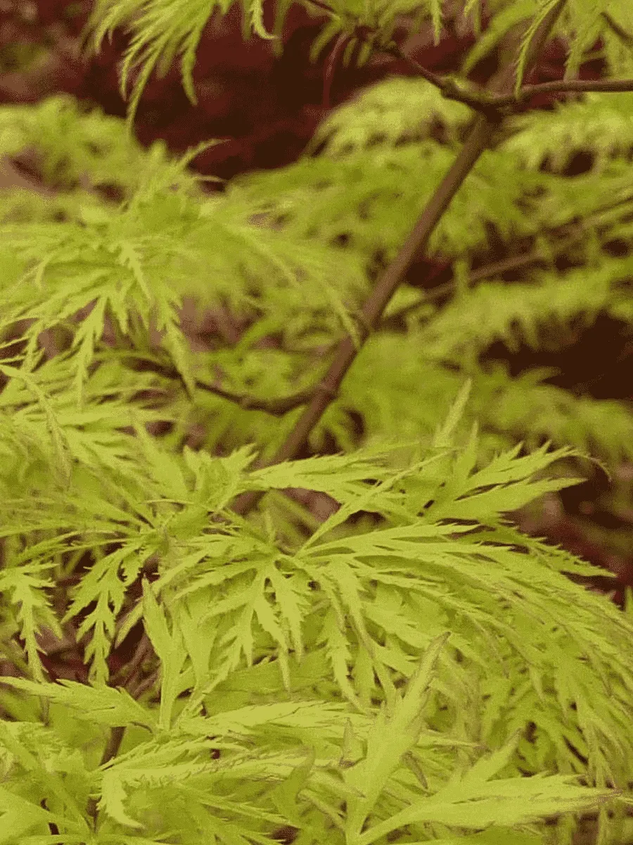 Клен веерный Emerald Lace