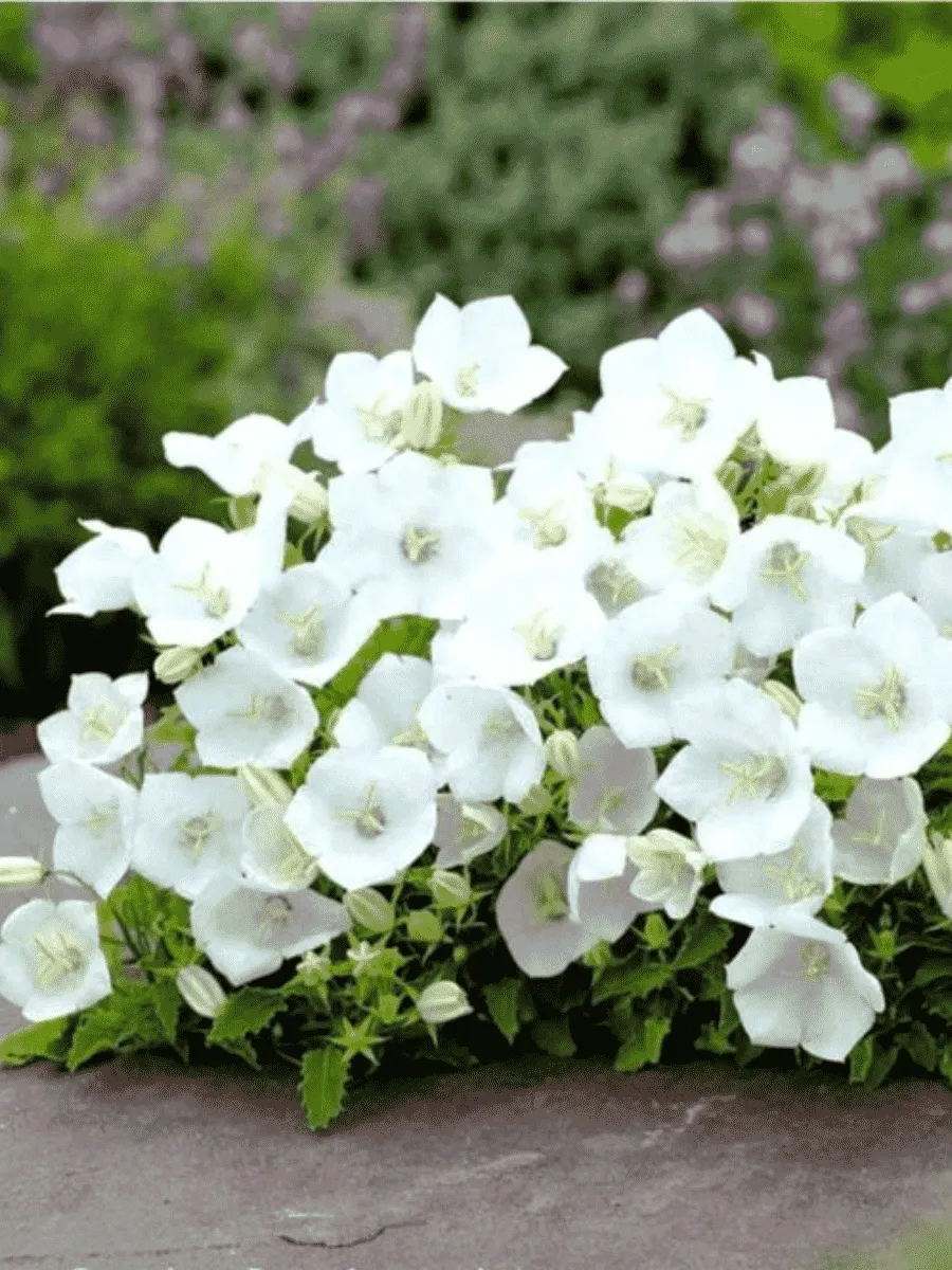 Колокольчик  карпатский Avida White