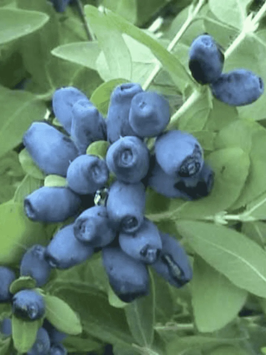 Жимолость плодовая Авача Жимолость плодовая Авача