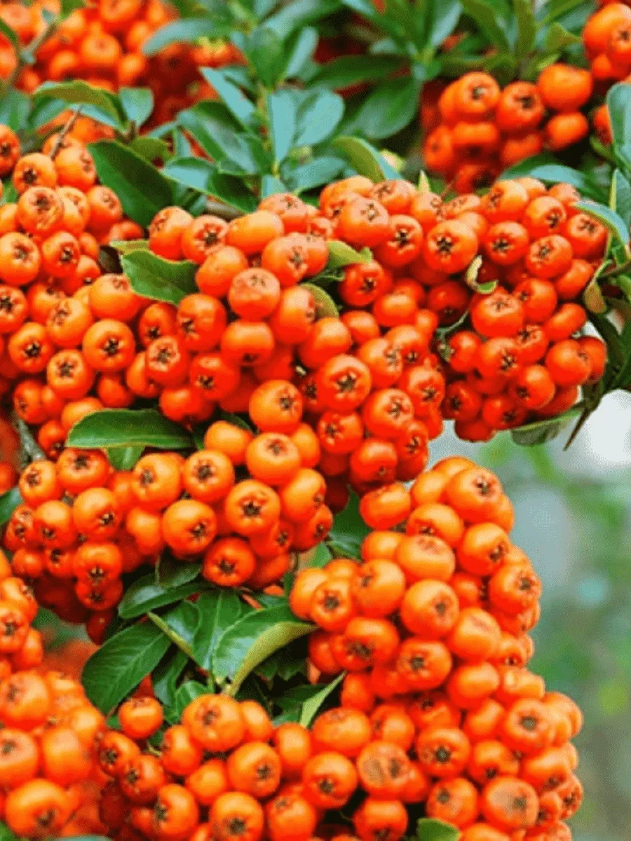 Пираканта Orange Glow Пираканта Orange Glow
