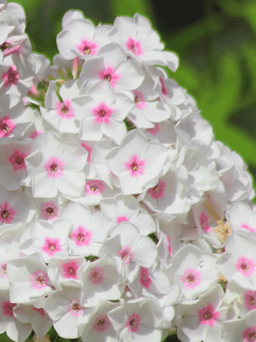 Флокс Светозар