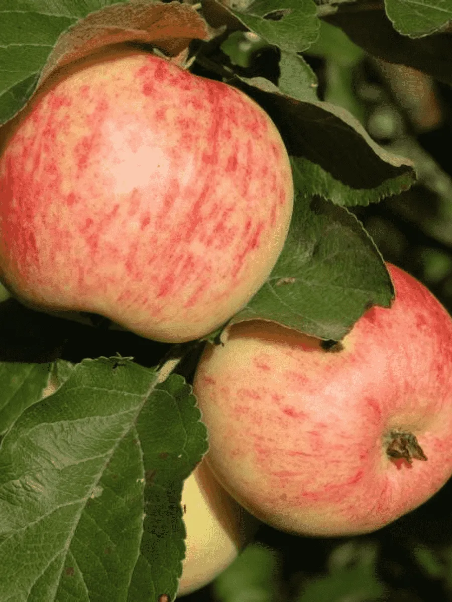 Яблоня Коричное полосатое Яблоня Коричное полосатое