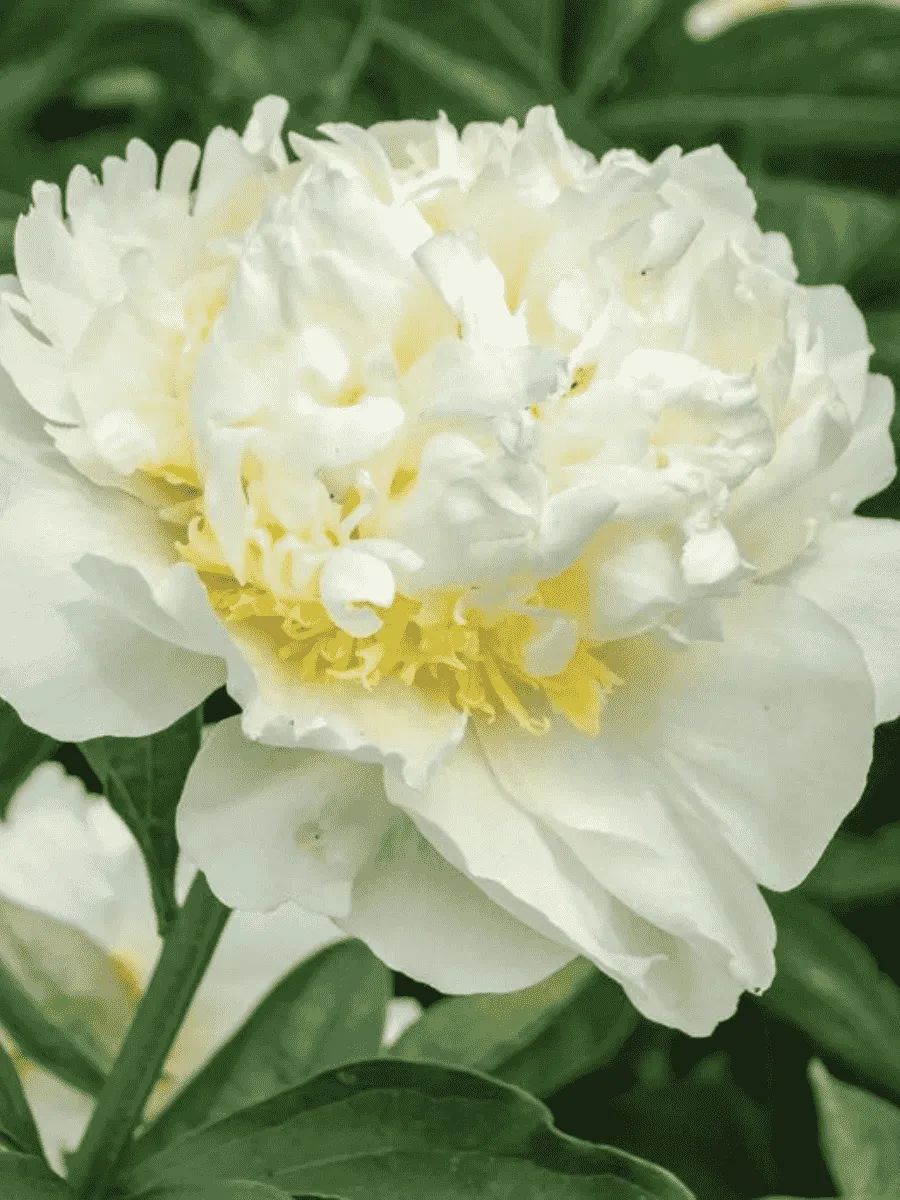 Пион Молочноцветковый Bridal Icing