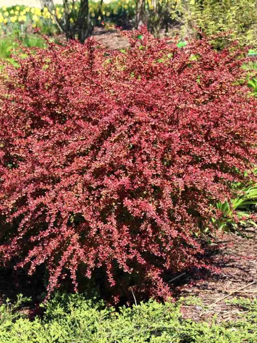 Барбарис Тунберга Orange Dream