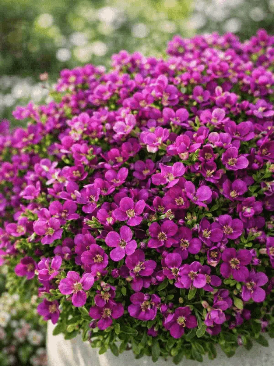 Арабис кавказский Aubris Deep Rose