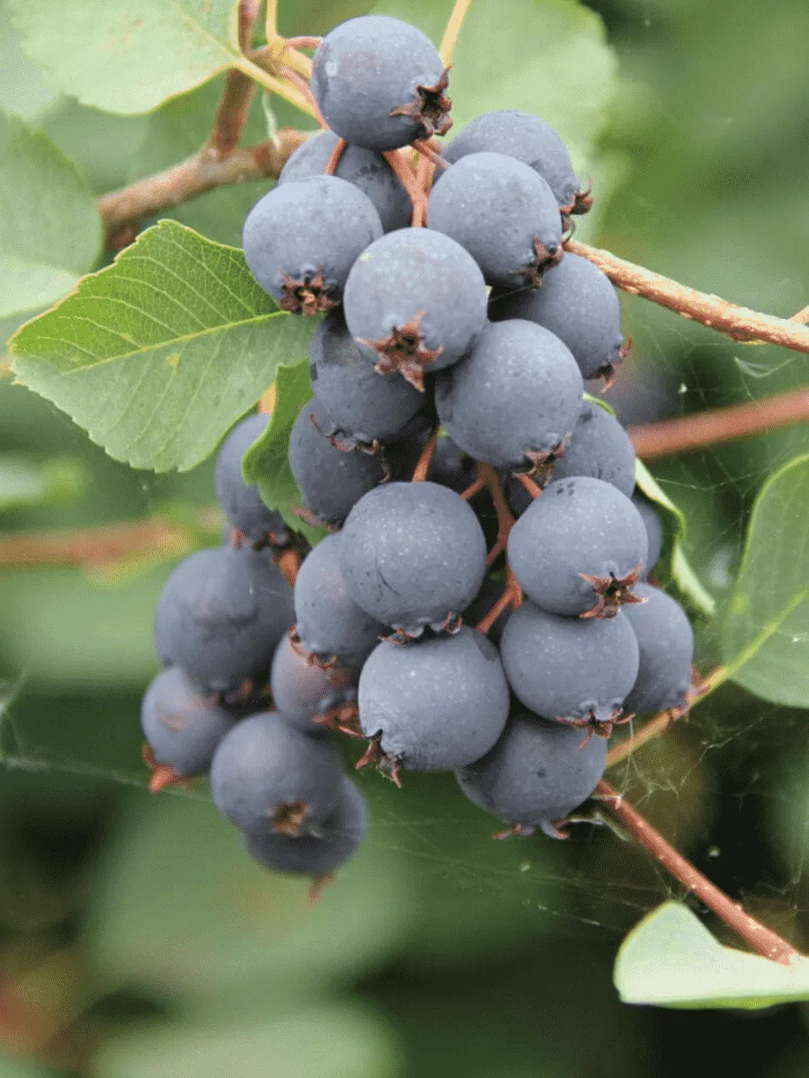 Ирга канадская Amela Ирга канадская Amela