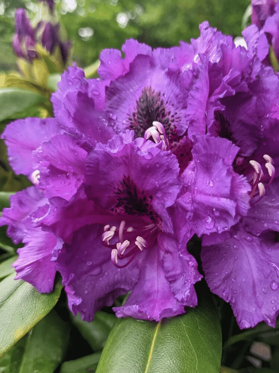 Рододендрон гибридный Mogambo