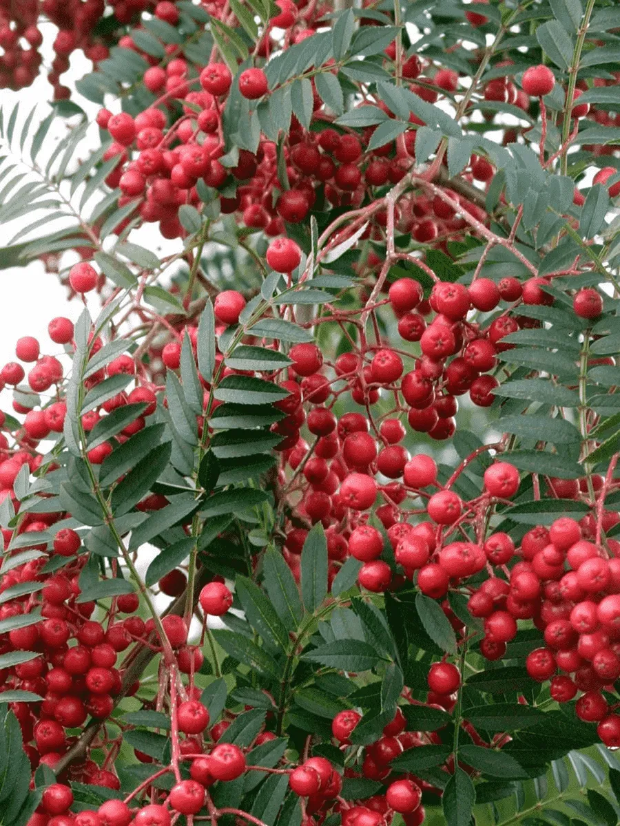 Рябина Алая крупная Рябина Алая крупная