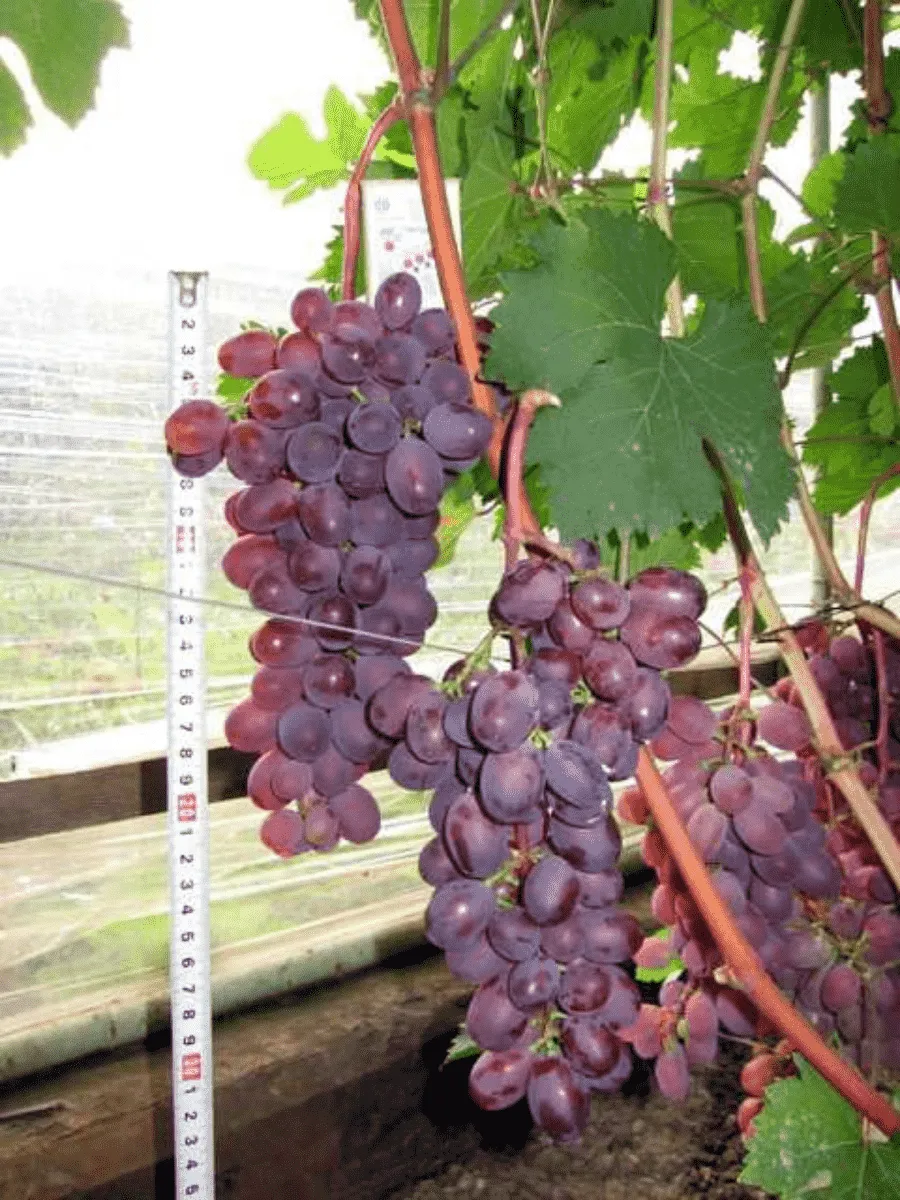 Виноград культурный Виктория Виноград культурный Виктория