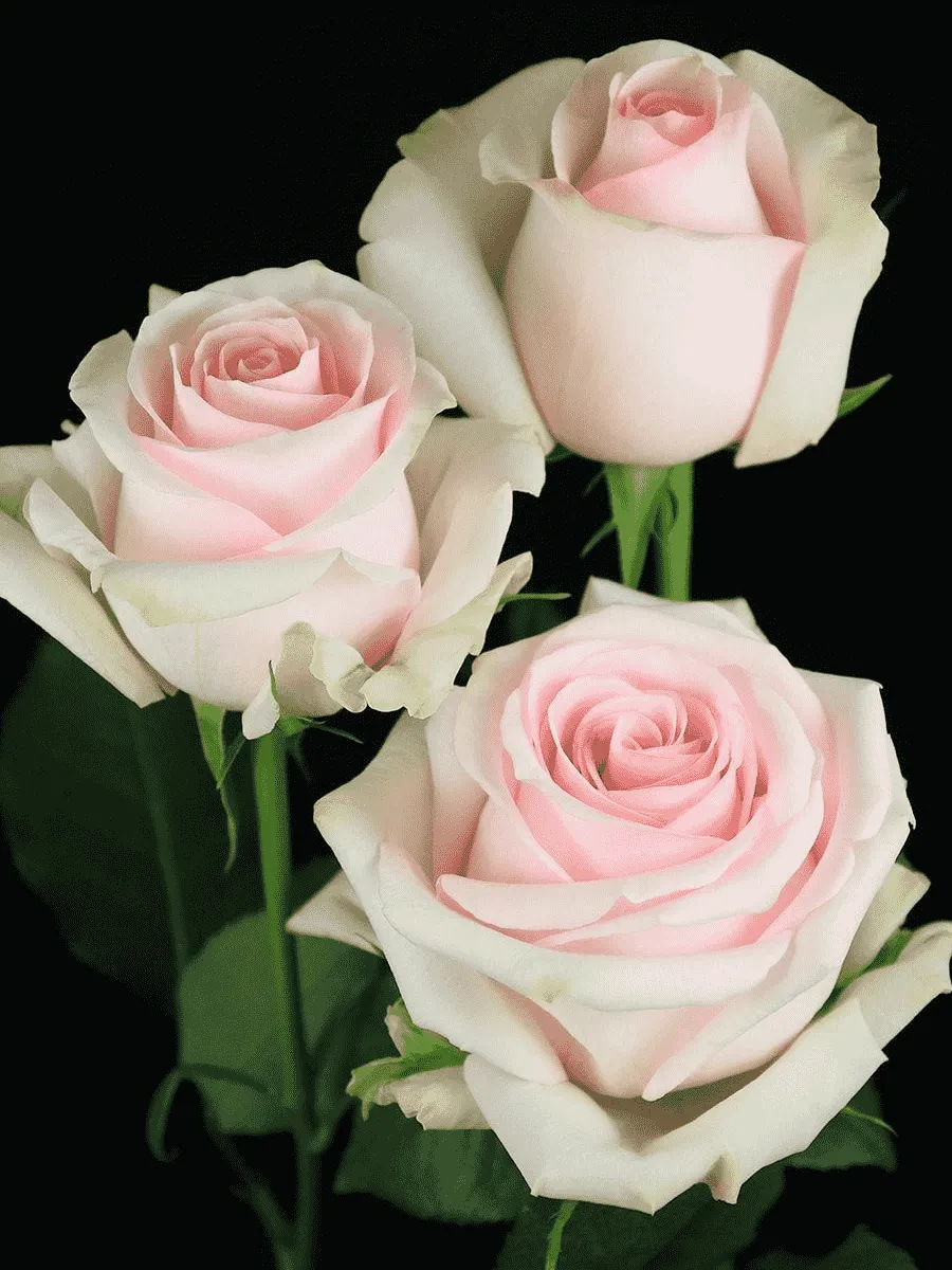 Роза чайно-гибридная Lorein