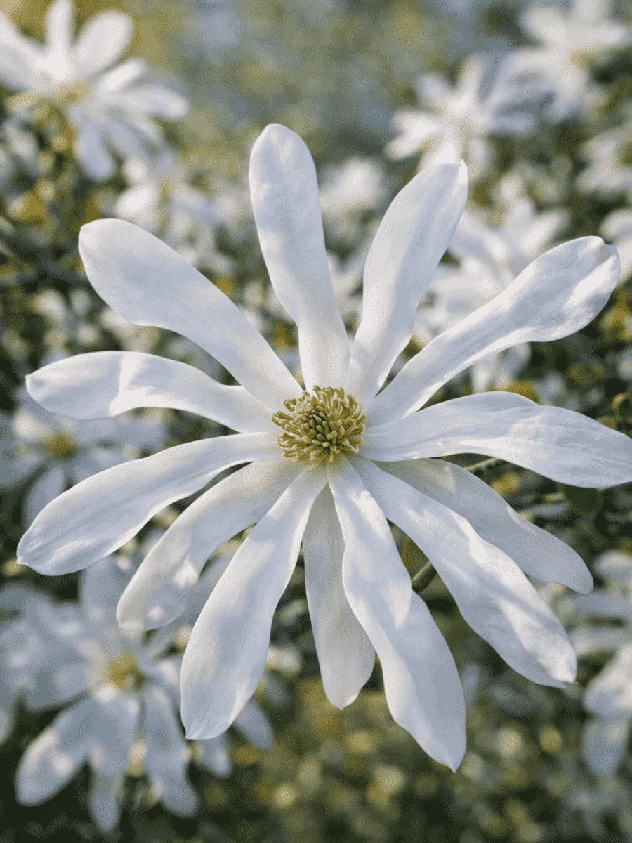 Магнолия Stellata