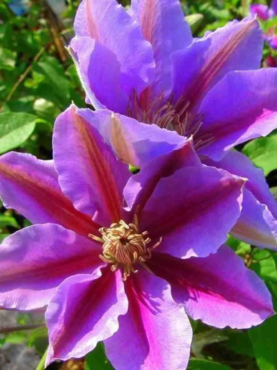 Клематис гибридный Akaishi