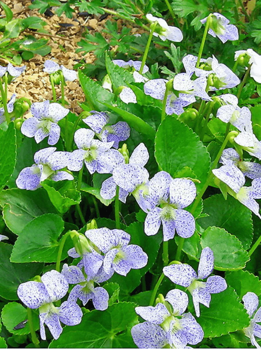 Виола сестринская Dark Freckles