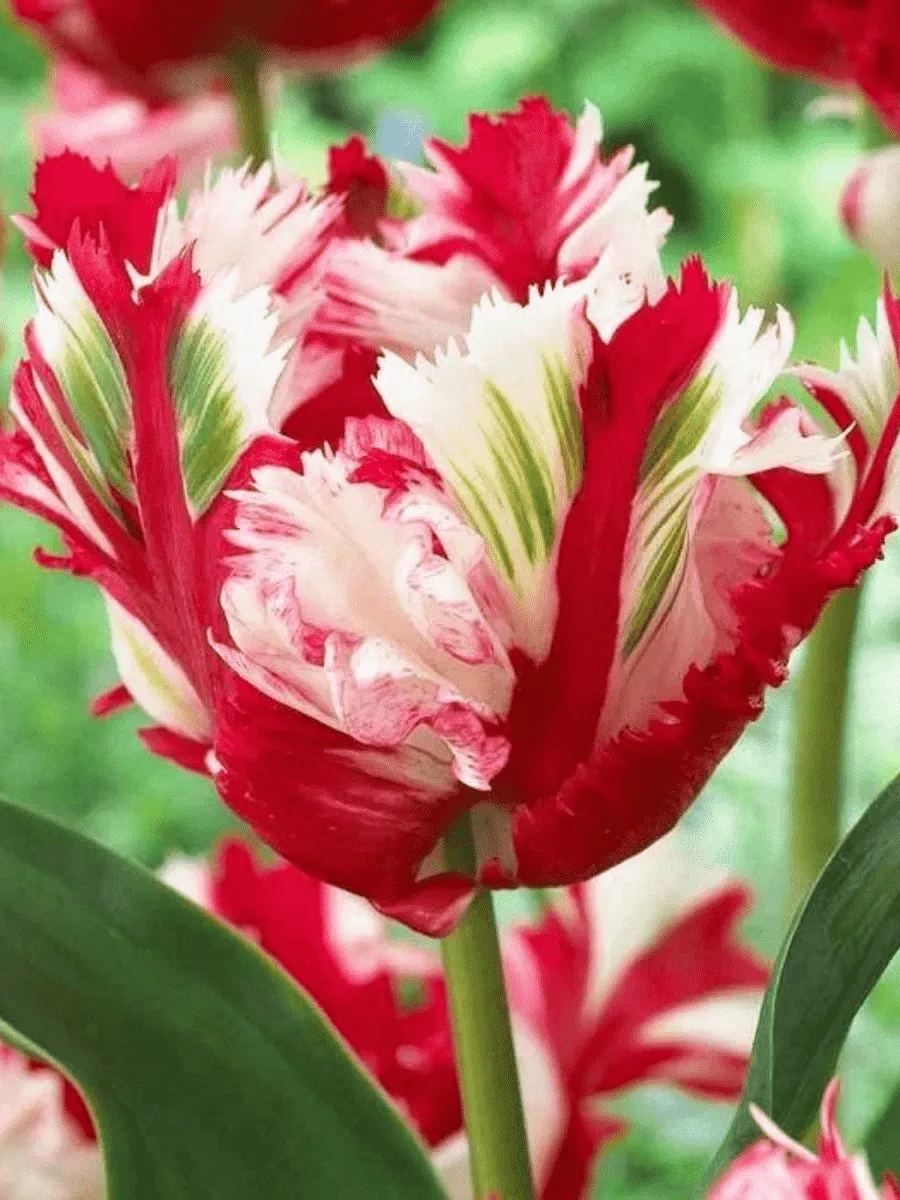 Тюльпан попугайный Estella Rijnveld