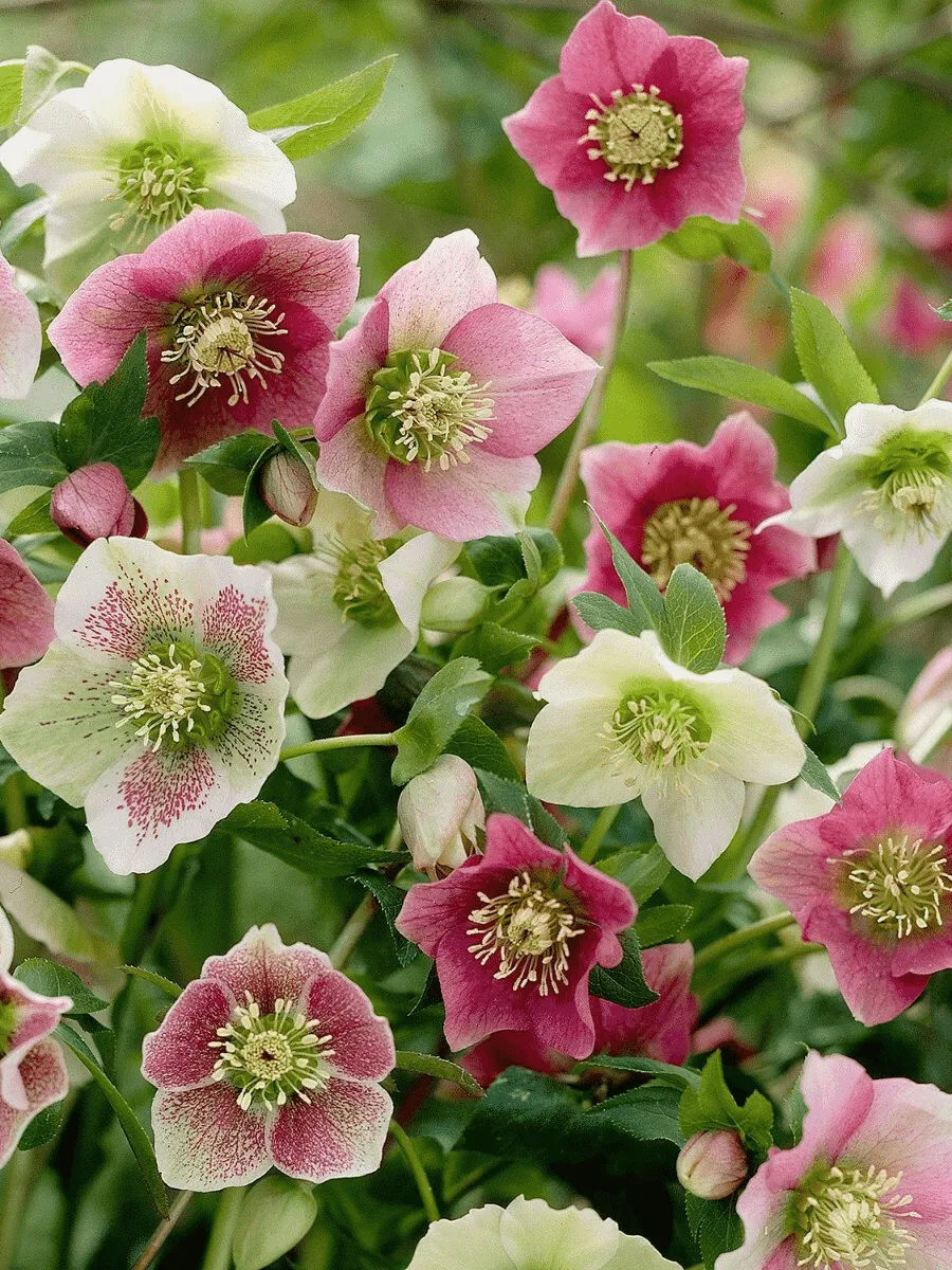 Морозник восточный Mix