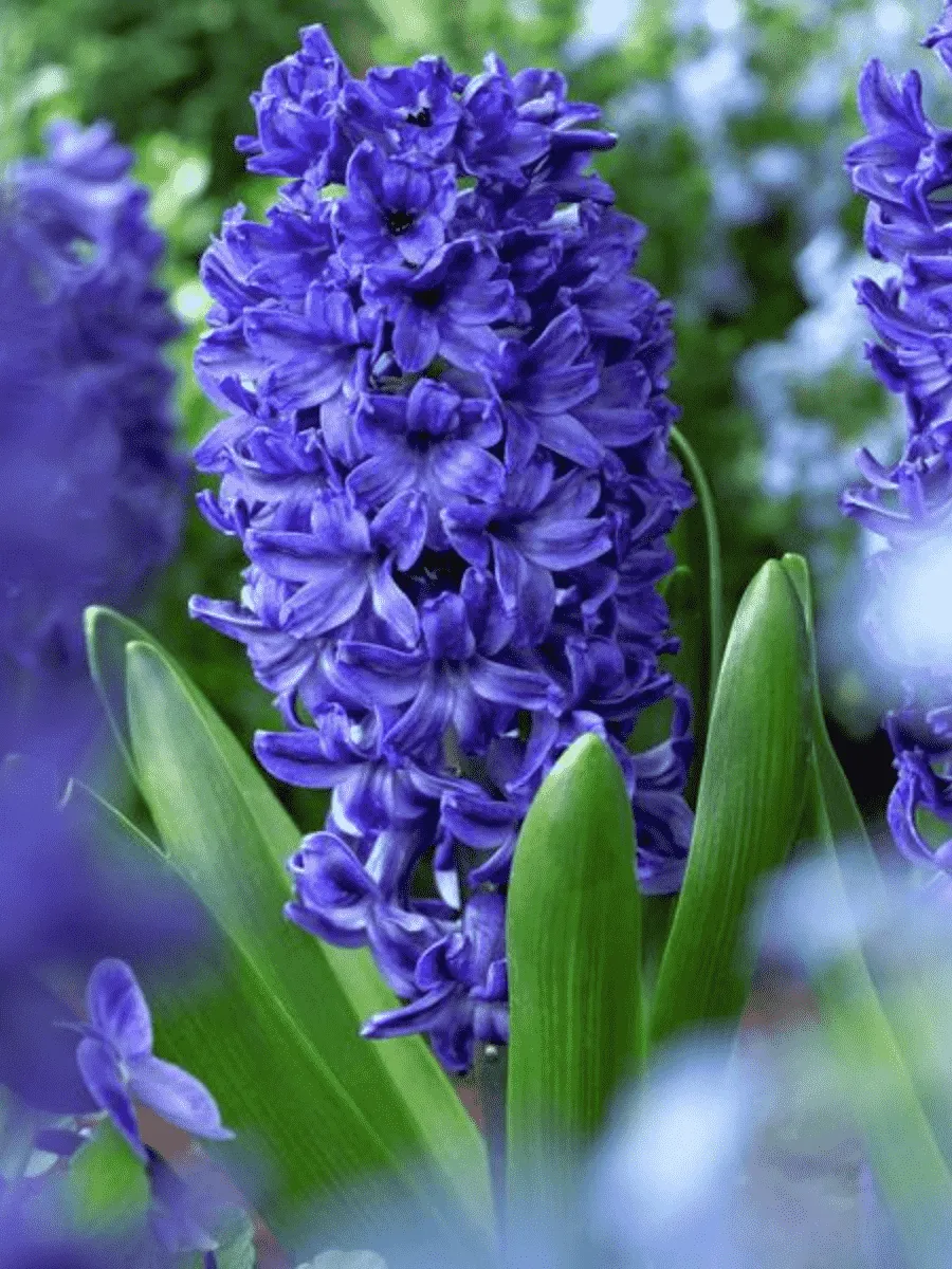 Гиацинт Marie