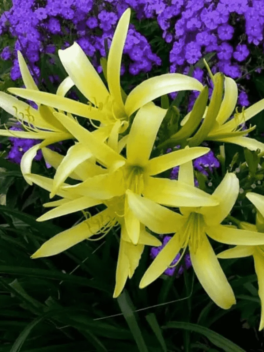 Лилейник Citrina