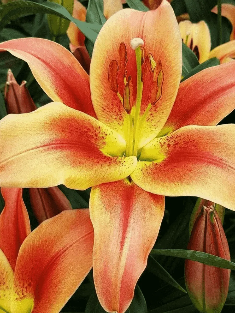 Лилия Montego Bay