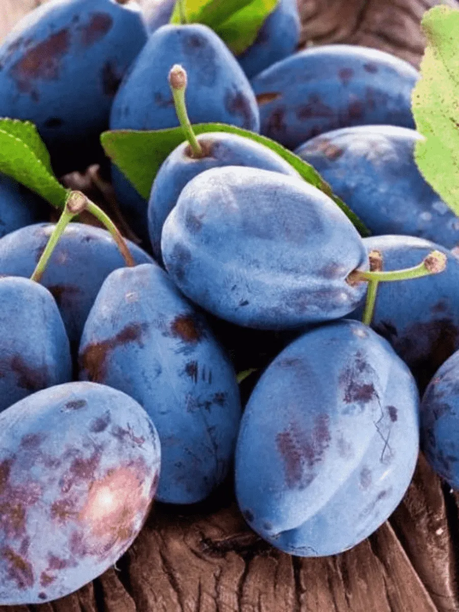 Слива домашняя Венгерка Новая Слива домашняя Венгерка Новая