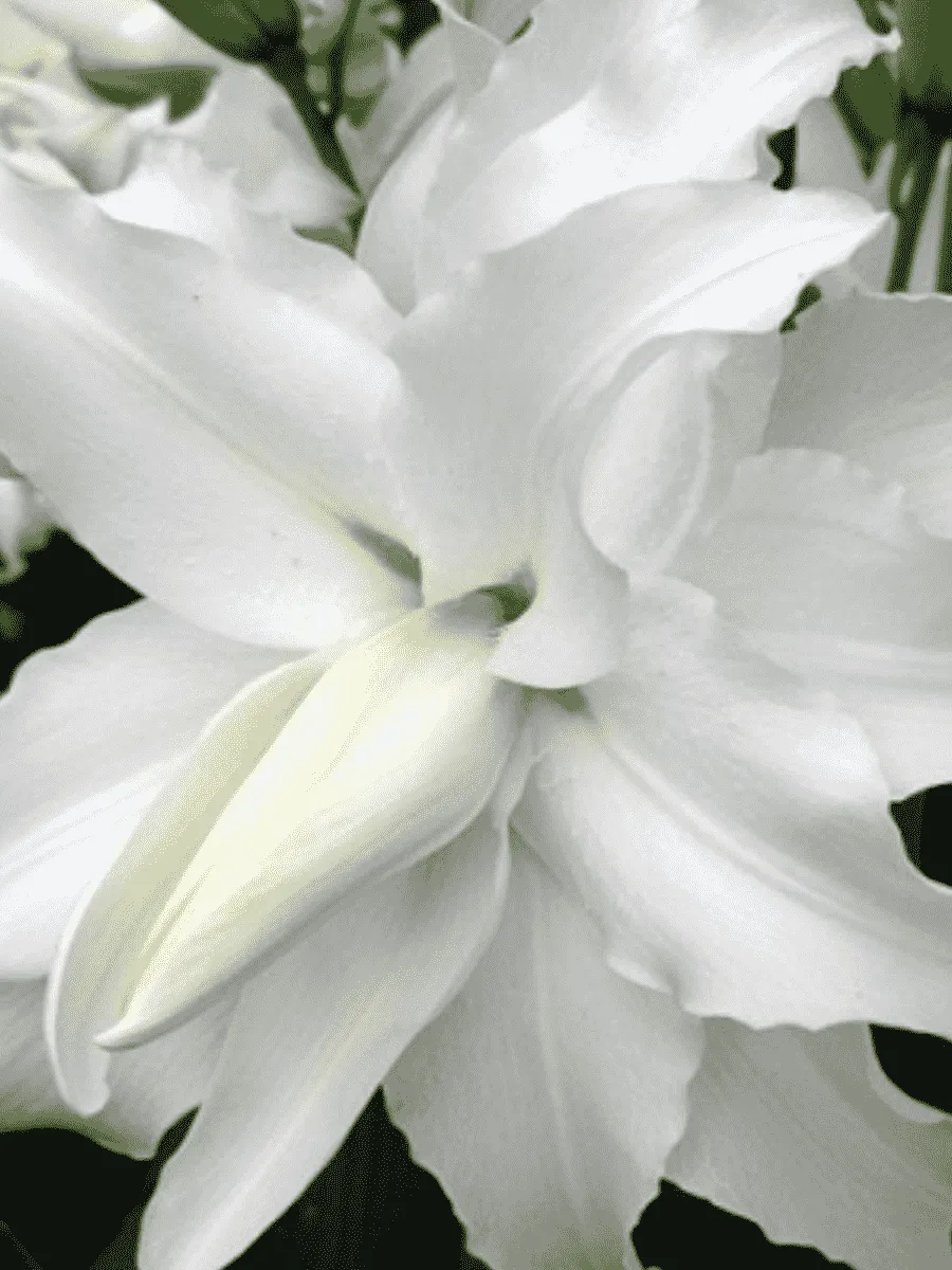 Лилия My Wedding