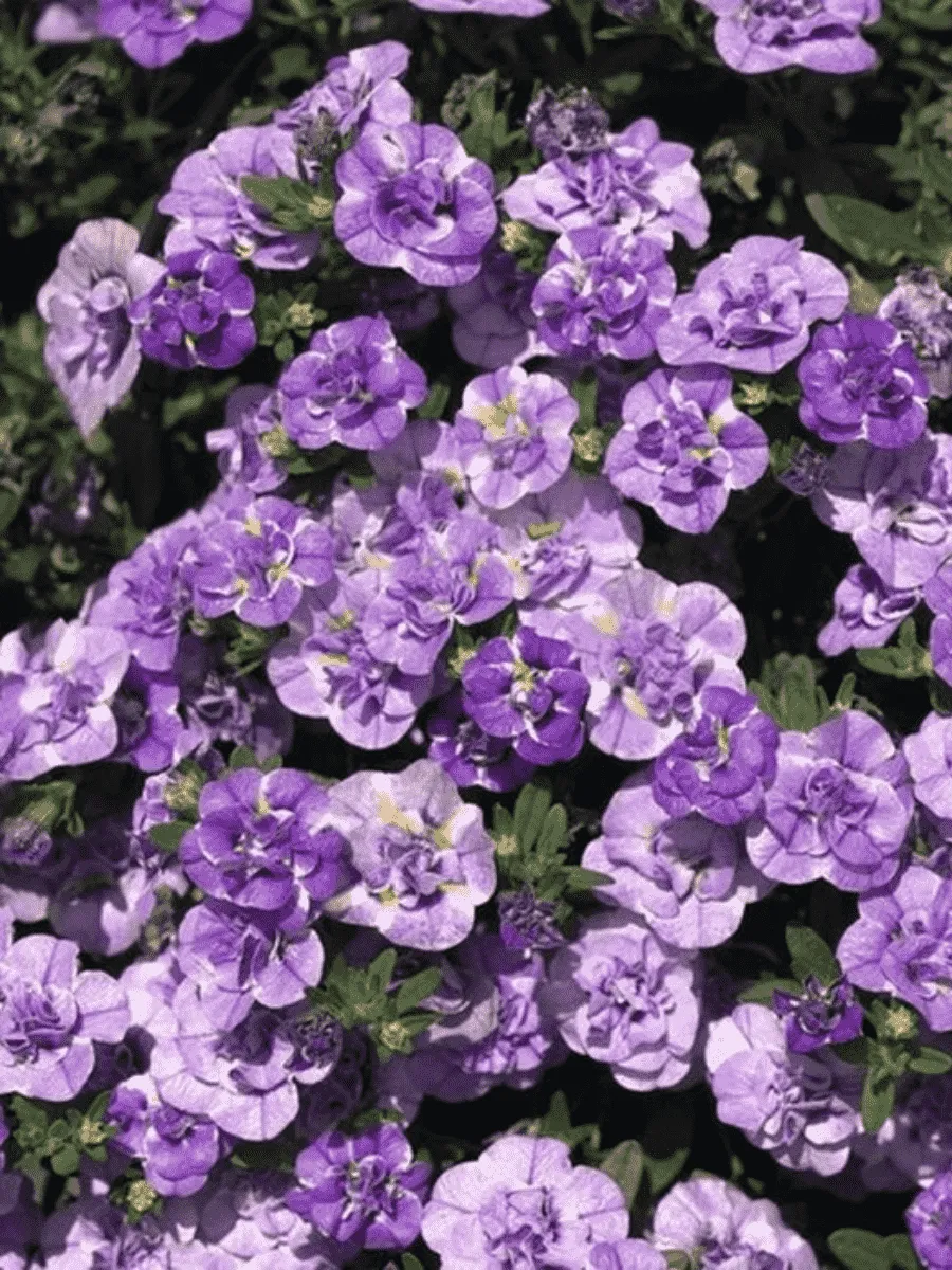 Калибрахоа махровая M.F. Double Loopy Lavender