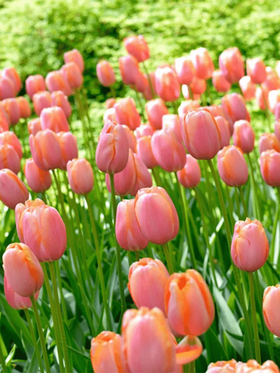 Тюльпан Menton