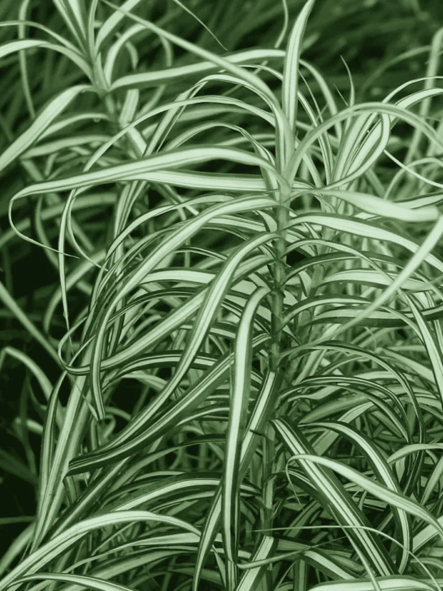 Осока пальмолистная Bicolor Fountain